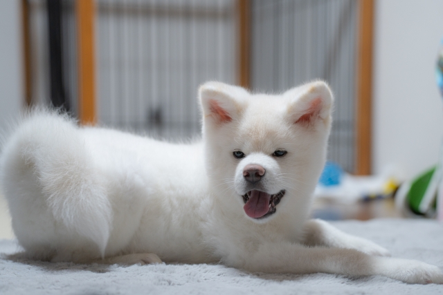 わんちゃんは喋れないからDNAに聴きましょう!WEBで結果確認可能な犬遺伝子検査【Pontely】の魅力