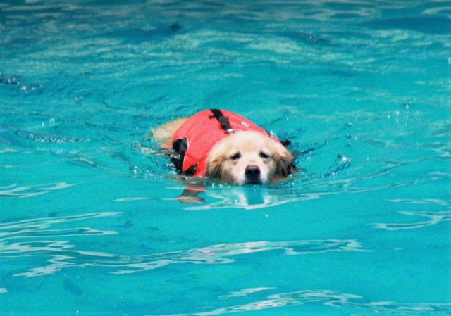 犬のしつけや芸の教え方