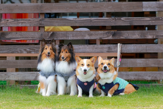 【ネルソンズドッグフード】中〜大型犬にオススメ!大容量&高品質ドッグフードの評判