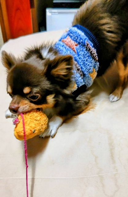 犬用おもちゃで遊ぶ愛犬 of のイメージ