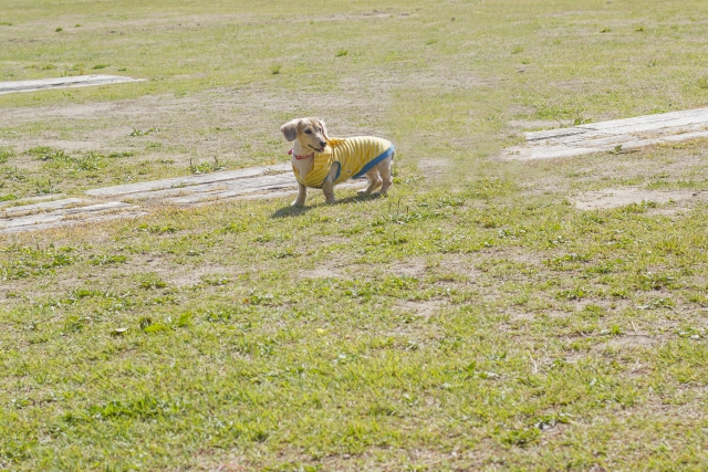 ずっと寄り添うフードで「二十歳を目指す」 プレミアムドッグフード【ミシュワン小型犬用】の評判