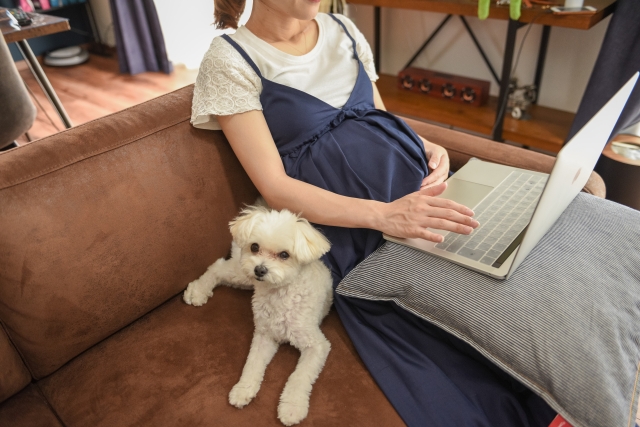【KANGAPOOCH 】人にもペットにも負担の少ない超軽量犬の抱っこ紐の魅力