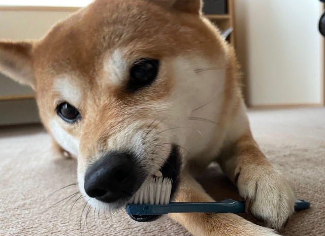 【KANGAPOOCH 】人にもペットにも負担の少ない超軽量犬の抱っこ紐の評判